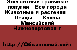 Элегантные травяные попугаи - Все города Животные и растения » Птицы   . Ханты-Мансийский,Нижневартовск г.